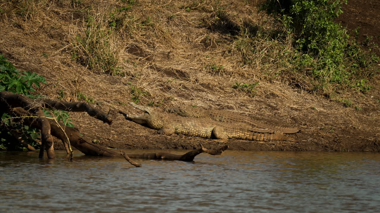 dos cocodrilos tirados a orillas de un río marrón desde un ángulo amplio en un paisaje seco
