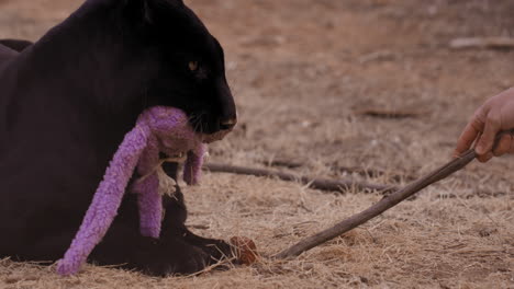 trainer pushes raw meat chunk towards black leopard in enclosure who is holding onto toy in mouth