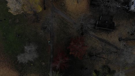 Autumn-leaves-in-the-woods,-drone-pan-birds-eye-view-from-above