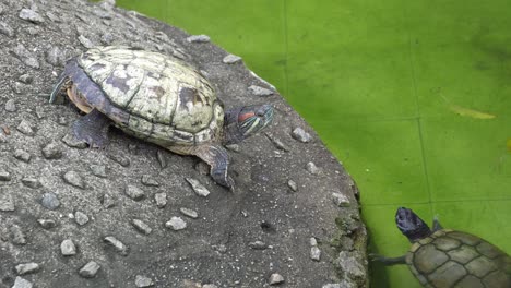 Schildkröte-Ist-Ruhe-Und-Schwimmen