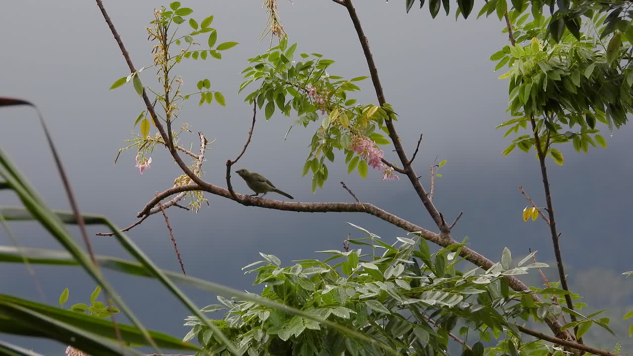Bird On Tree Branch Looking Around In The Woods. - wide shot