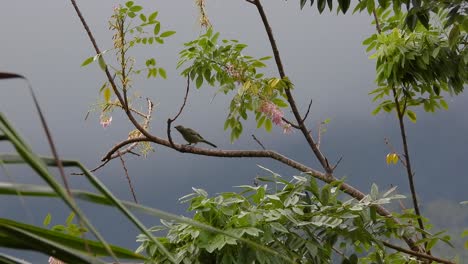 bird on tree branch looking around in the woods. - wide shot
