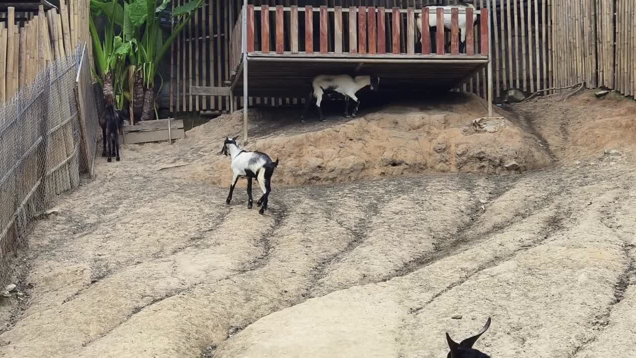 cabras en una granja en la ladera