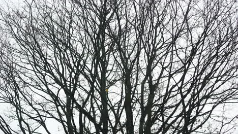 Light-wind-shakes-the-branches-of-a-tree-without-leaves-in-winter-season