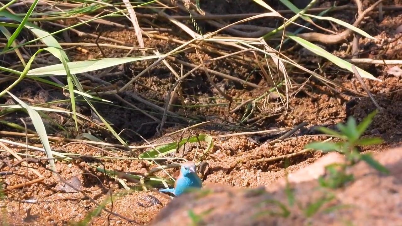A blue waxbill bird rests on the sandy ground in Kruger National Park, South Africa