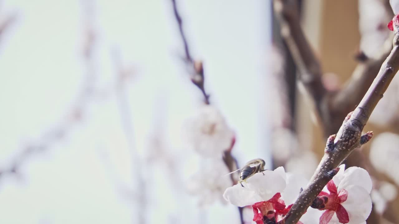 벌은 꽃에서 다른 꽃으로 날아갑니다, 느린 동작