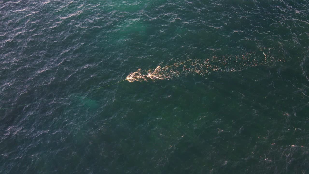 호주 뉴사우스웨일즈의 클로벨리 만에서 그물에 걸린 남방긴수염고래