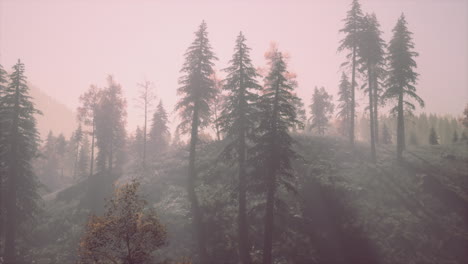 Evergreen-fir-trees-with-cones,-peaks-of-French-Alps-mountains