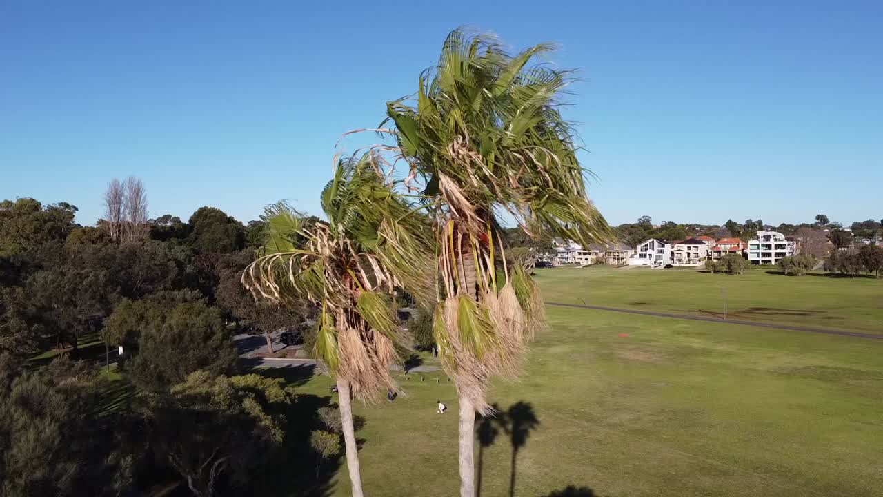снимок с беспилотника, путешествующего мимо пальмовых деревьев, с видом на реку лебедь до горизонта перта, западная австралия