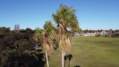 Drone-shot-travelling-past-palm-tree-view-Swan-River-to-skyline-of-Perth,-Western-Australia