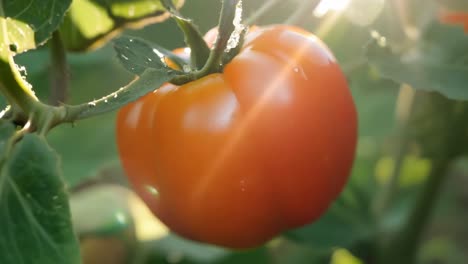 ripe tomato on the vine