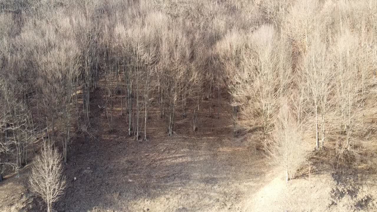 vista aerea dell'albero di una foresta
