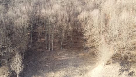 árbol-Vista-Aérea-De-Un-Bosque