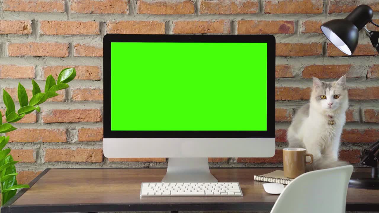 desktop che mostra schermo verde e gatto seduto vicino, slide zoom nella fotocamera