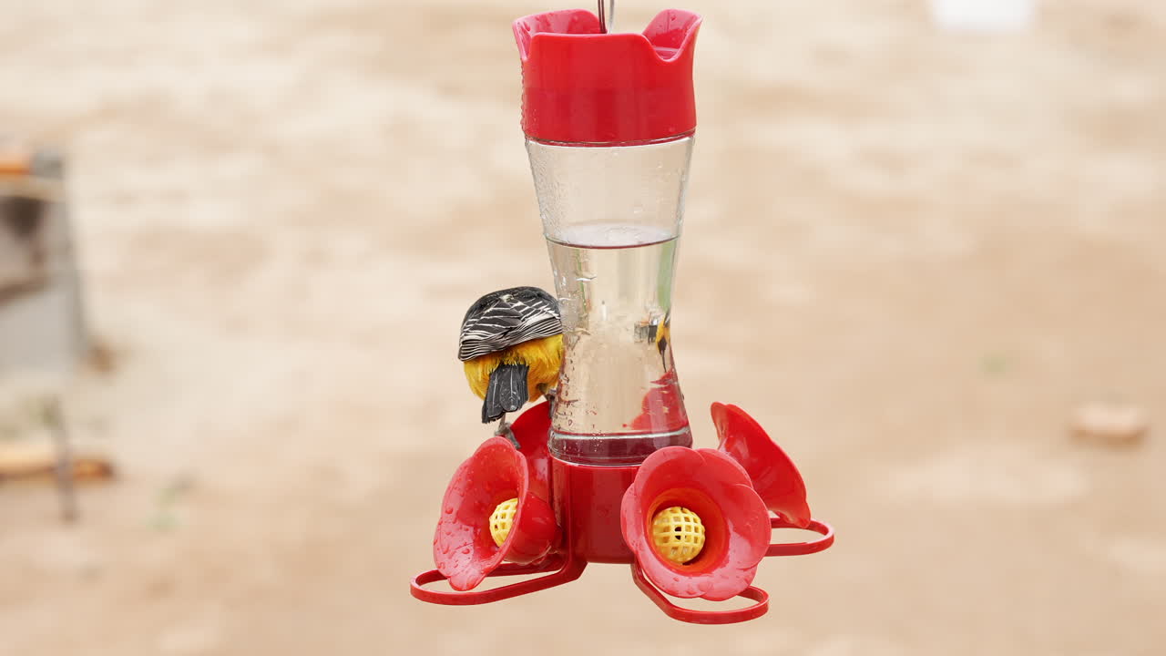 벌새 모이통에서 설탕 물을 얻는 방법을 알아 내려고 노력하는 성인 수컷 황소의 꾀꼬리