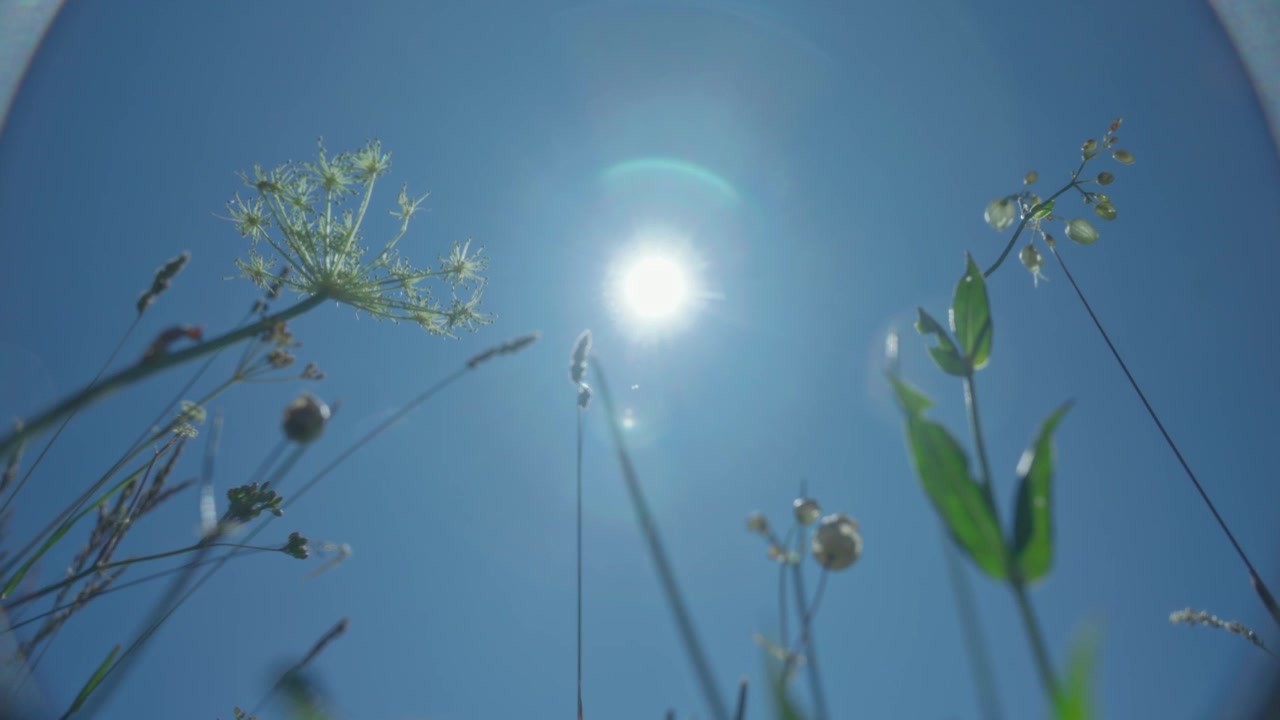 夏のアルプスで、前景に植物と草を配した太陽のワイドクローズショット。
