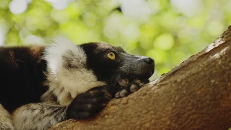 lazy tired lemur on the tree