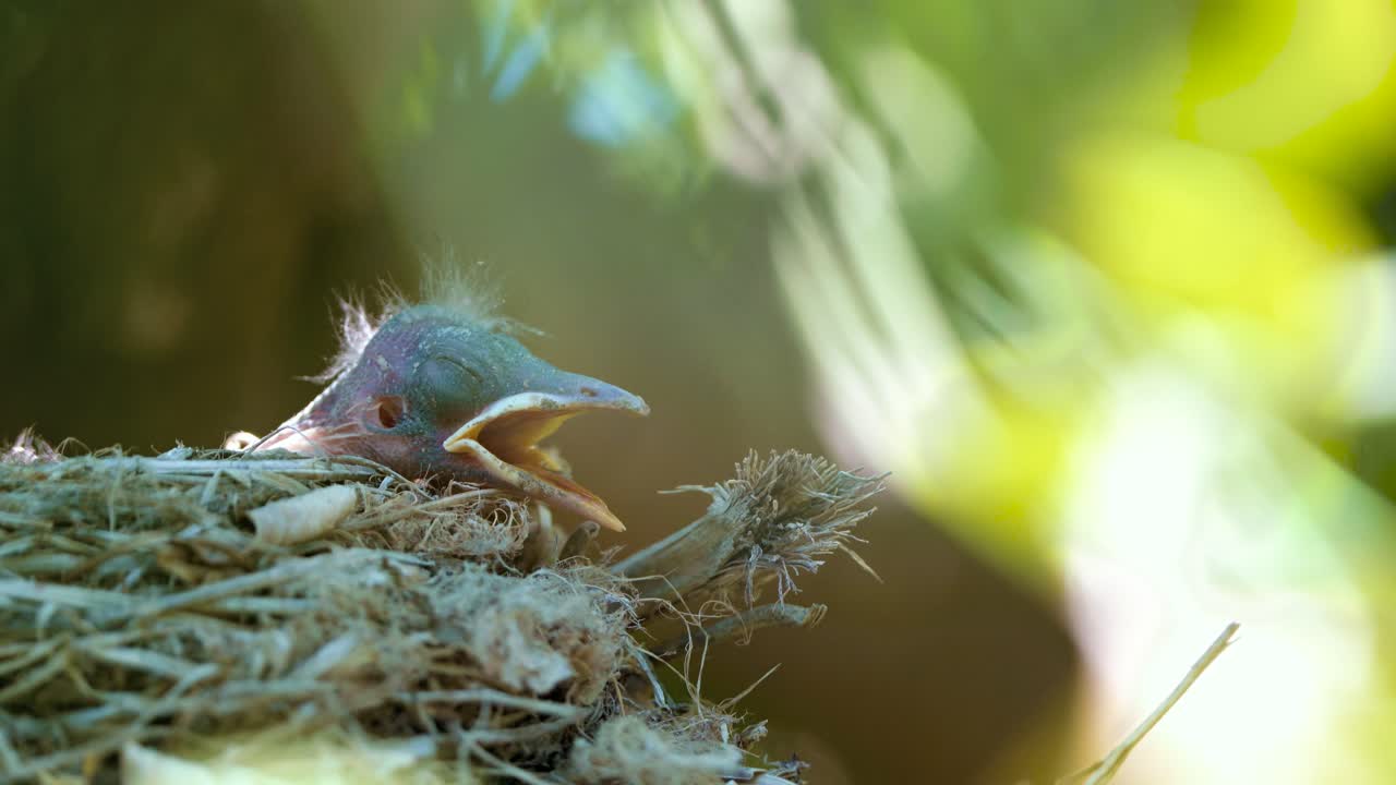 Blackbird in a nest feeding baby birds