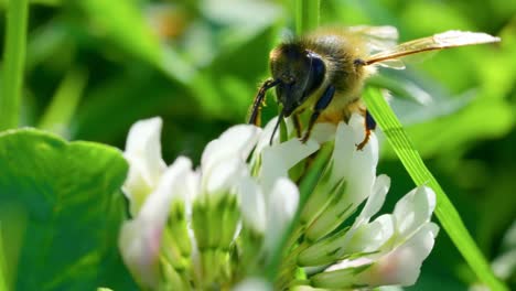 Closeup-Of-Honey-Bee-Sucking-Nectar-Of-Flower-In-The-Meadow