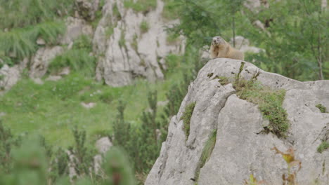 Großes-Murmeltier-Sitzt-Auf-Einem-Felsen-Und-Beobachtet-Die-Umgebung