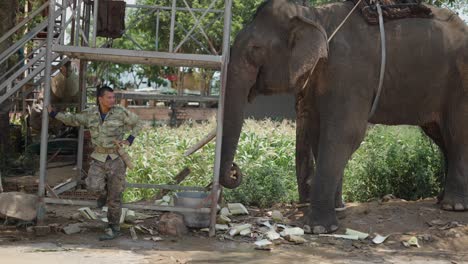 elephant being cared for by a worker
