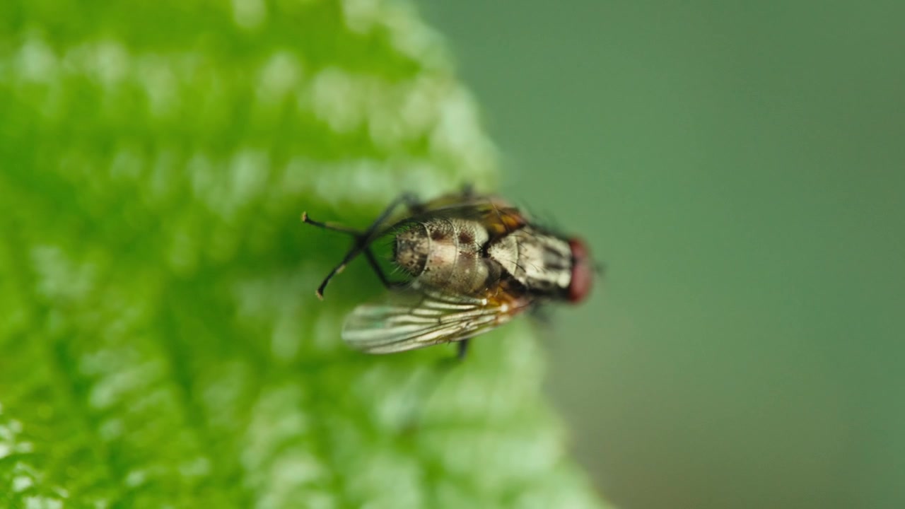 Macro di una mosca domestica (Musca domestica) posata su una foglia che pulisce le ali con le zampe posteriori. Luce naturale, sfondo sfocato e texture dettagliata
