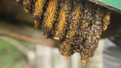 Estructura-Horizontal-De-Peine-De-Miel-Natural-Dentro-De-Una-Colmena-De-Abejas,-Abejas-Construyendo-Un-Peine-De-Miel