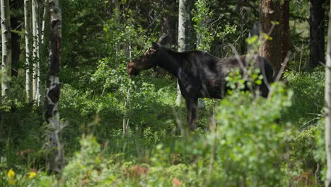 A-wild-Moose-feeding-in-the-forest-at-Gordon-Gulch,-Colorado,-USA