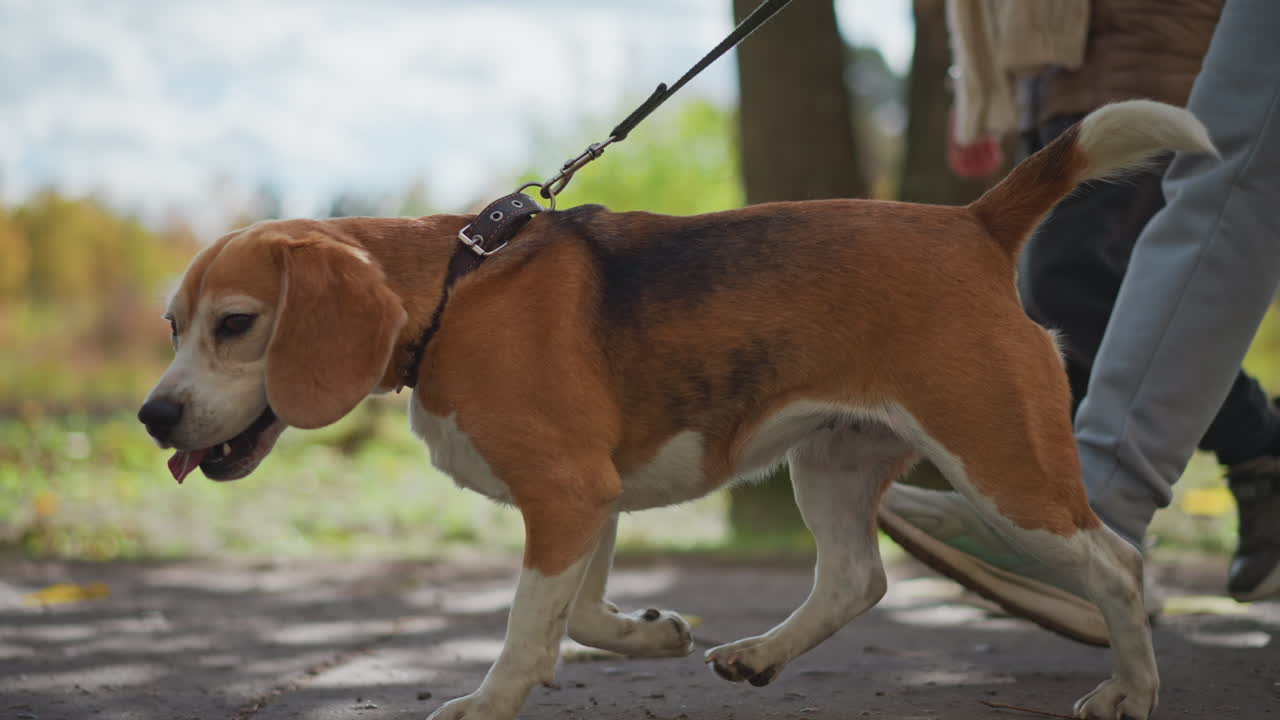 close up of dog walking with family through colourful autumn park under cloudy sky wearing casual jackets and sneakers strolling along leaf strewn dirt path showing happy pet companionship