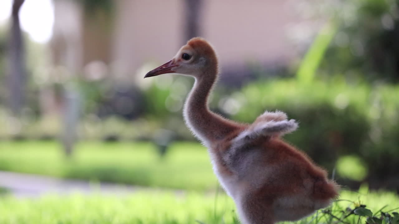 아기 샌드힐 크레인 날개를 흔들고