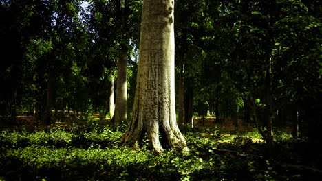 majestic tree in a vibrant forest during bright daytime