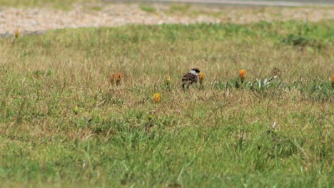 masked lapwing plover baby chick standing up on grass