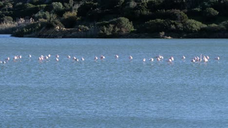 toma en cámara lenta de una bandada salvaje de flamencos rosados parados en una laguna costera poco profunda en cerdeña, italia en un día soleado
