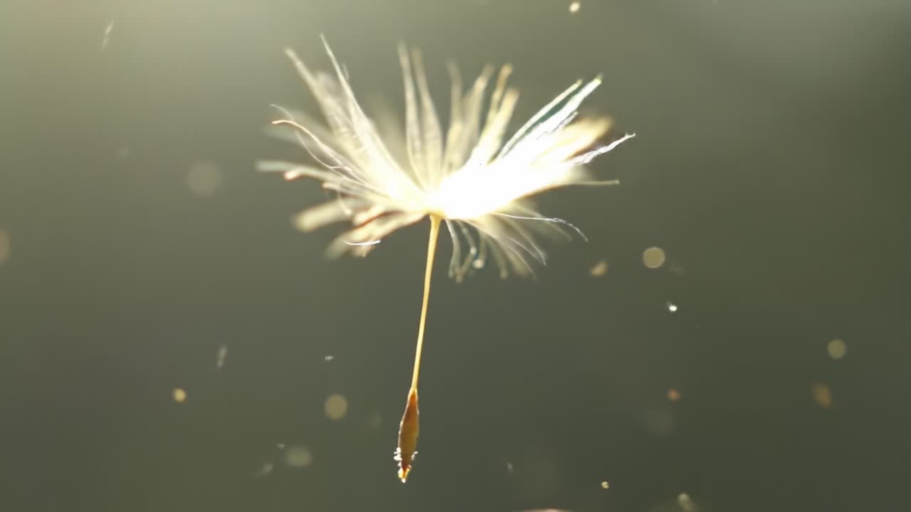A Captivating Glimpse of a Dandelion Seed Floating Gracefully in the Air, Captured in Two Stunning Frames of Natural Beauty and Delicate Movement