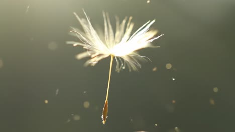 a captivating glimpse of a dandelion seed floating gracefully in the air, captured in two stunning frames of natural beauty and delicate movement