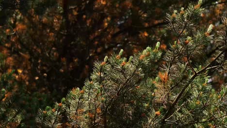 A close up of pine tree branches in a dark forest