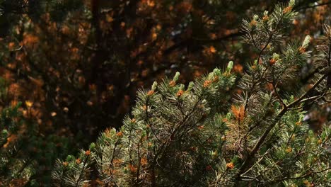 a close up of pine tree branches in a dark forest