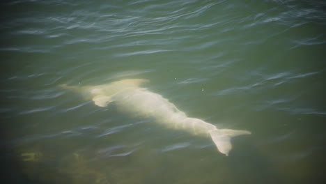 flussdelfin