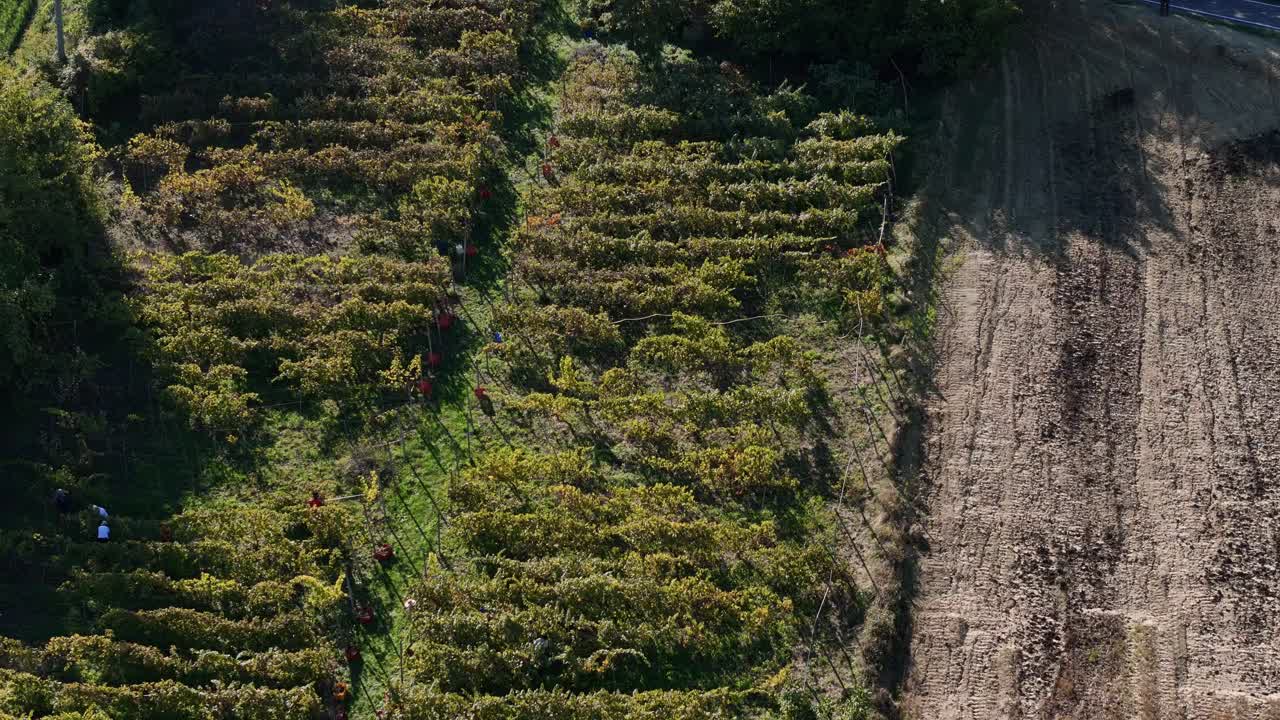 Farmers are hand picking grapes in a traditional vineyard on a hill in Piacenza, Italy, showcasing the annual vendemmia process and agricultural labor from an aerial view