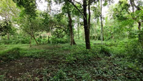 Forest-Monsoon-in-KERALA-|-WIDESHOT