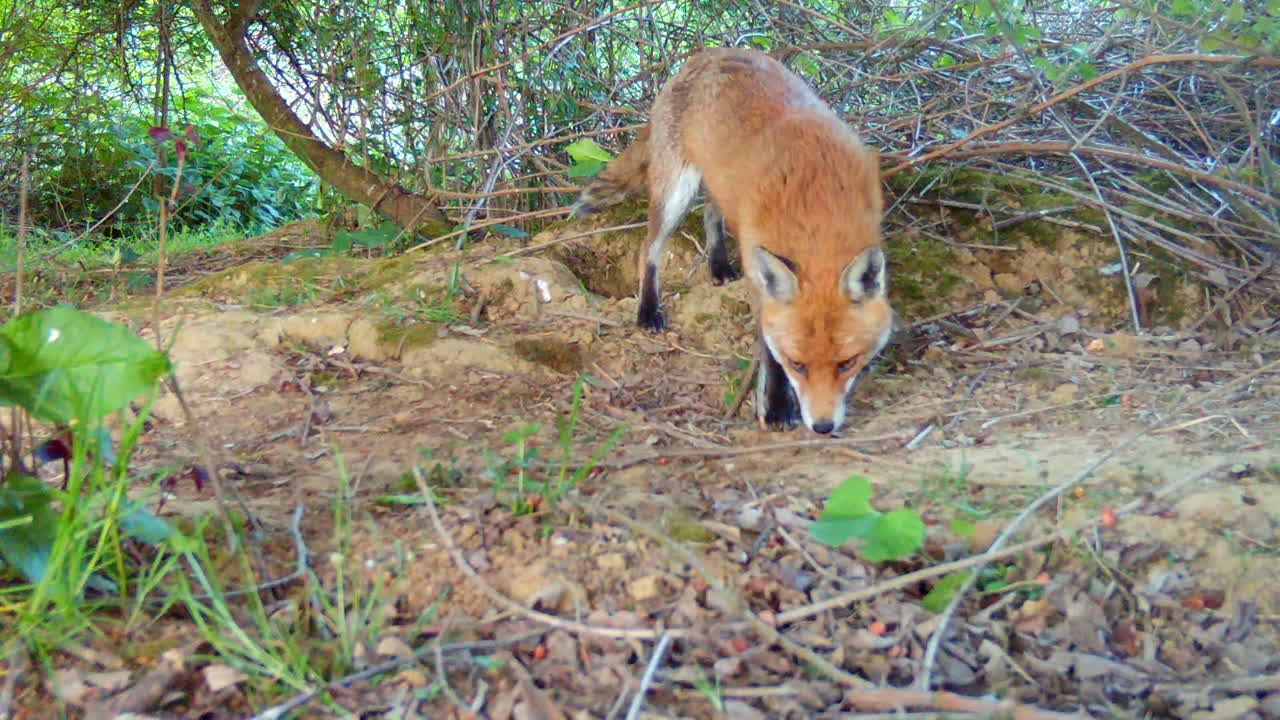 Red Fox in the Woods Close Up Eating and Looking at Camera