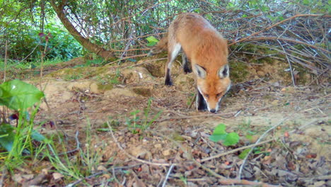 Zorro-Rojo-En-El-Bosque-De-Cerca-Comiendo-Y-Mirando-A-La-Cámara