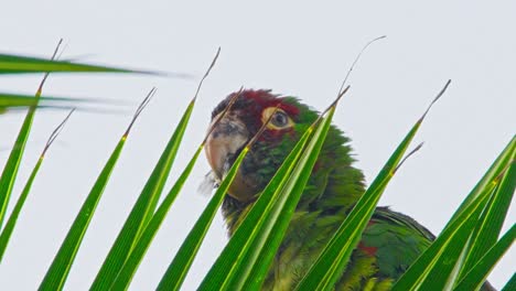 a colorful parrot peeking out from behind green palm leaves in a natural setting