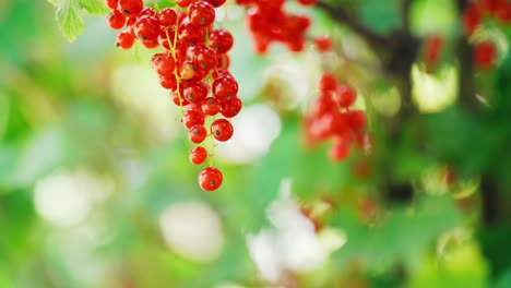 Ripe red currant on a branch