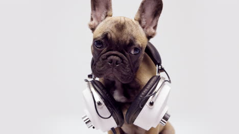 cute pet french bulldog puppy with headphones against a white background