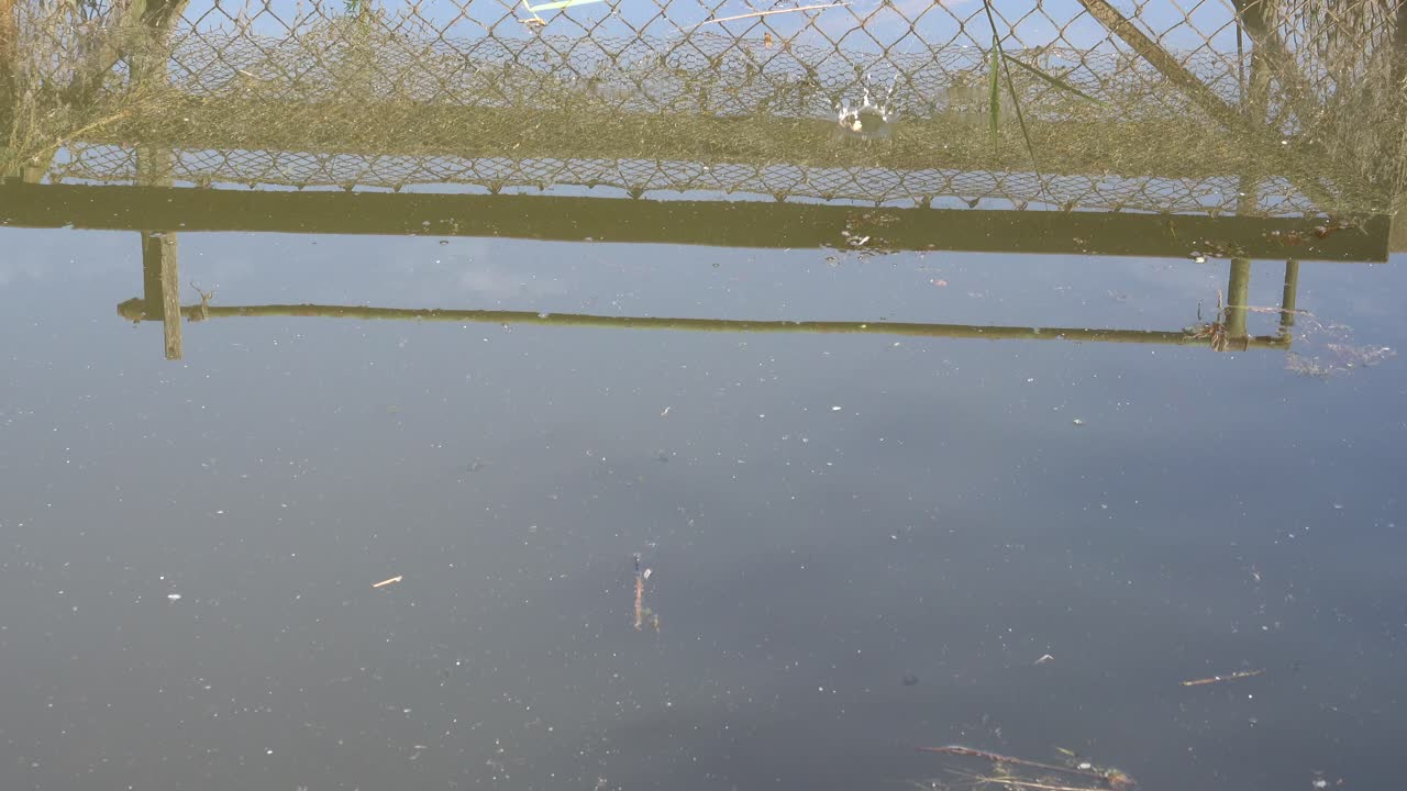 어린 잉어는 양식을 위해 연못에서 빵을 먹으며 떼 전체가 피라냐처럼 먹이를 먹습니다.