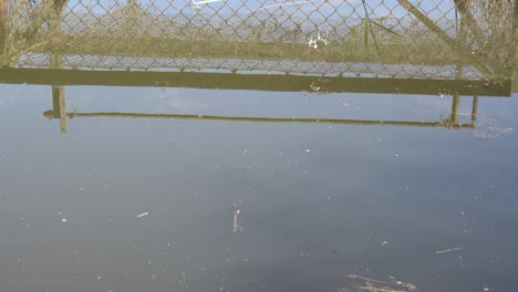 small young carp are fed bread in a pond for rearing, with the whole swarm eating the food like piranhas