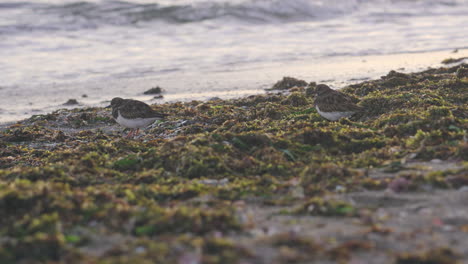 sandpipers on the beach near the sea