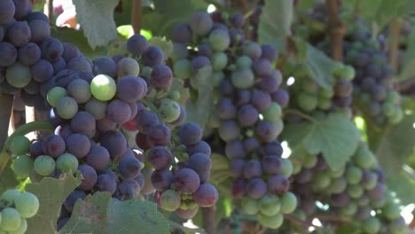 racimos de uvas de vino que maduran en un viñedo del condado de monterey, california