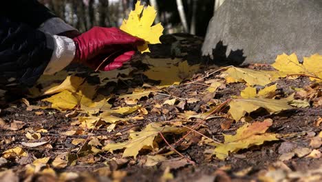 woman picking up yellow fallen leaves in autumn forest, close up